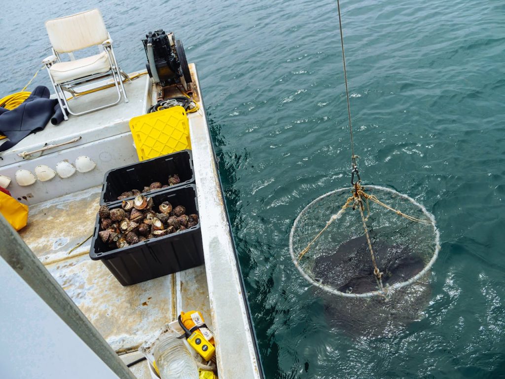 A fishing boat with marine catch including snails, and equipment on clear blue ocean water.